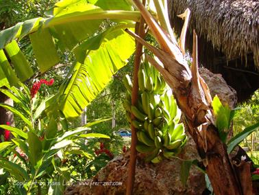 2010 Cuba, Chivirico, Hotel Brisas Sierra Mar, DSC00175b_B740